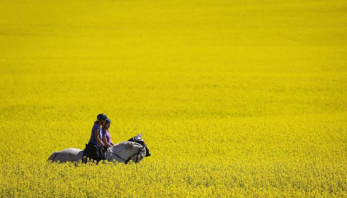Riders and their horses pass through a canola field as they take an afternoon trail ride near Cremona, Alta., in a file photo. (The Canadian Press/Jeff McIntosh)