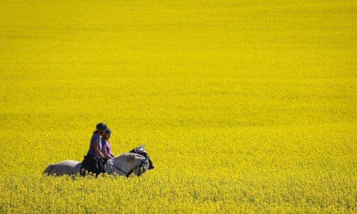 Riders and their horses pass through a canola field as they take an afternoon trail ride near Cremona, Alta., July 19, 2016. (The Canadian Press/Jeff McIntosh)