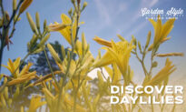 Discover Daylilies | P. Allen Smith Garden Style