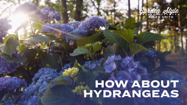 How About Hydrangeas | P. Allen Smith Garden Style