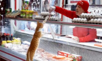 VIDEO: Butcher Treats Every Stray Dog and Cat to Tasty Meat Scraps at His Store