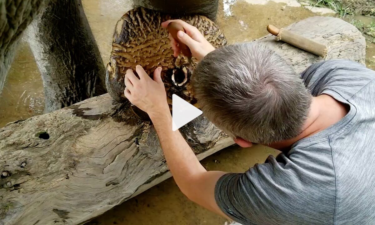 Elephant Foot Gets Treated After Stepping on a Landmine