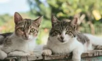 Forensic Lab Finds Faux Fur Gloves Sold at Popular Markets Were Actually Made of Domestic Cat