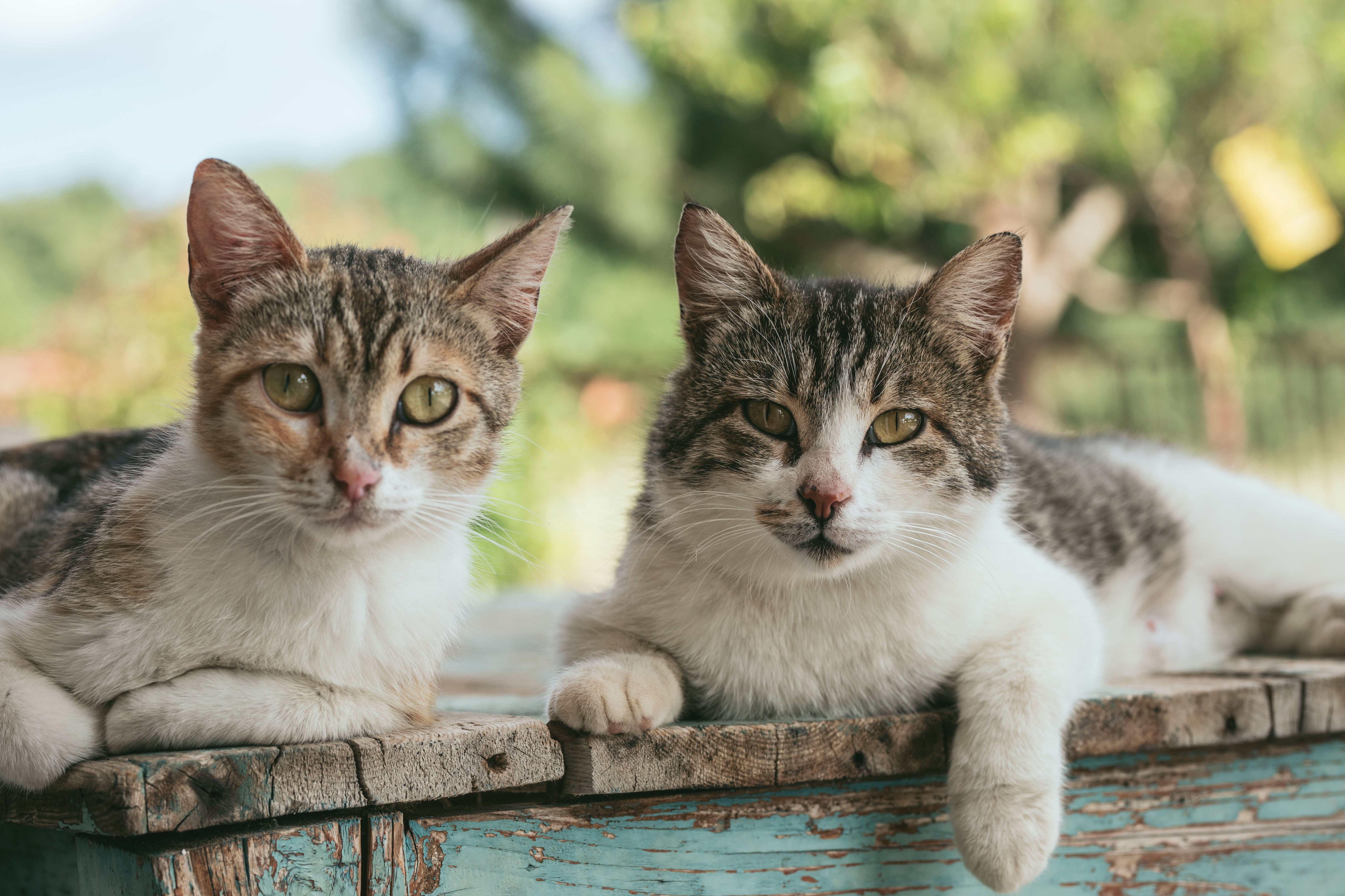 Forensic Lab Finds Faux Fur Gloves Sold at Popular Markets Were Actually Made of Domestic Cat - Vimarsana News