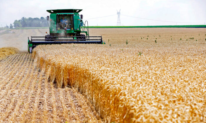 A combine drives over stalks of soft red winter wheat during the harvest on a farm in Dixon, Illinois, on July 16, 2013.    (REUTERS/Jim Young)