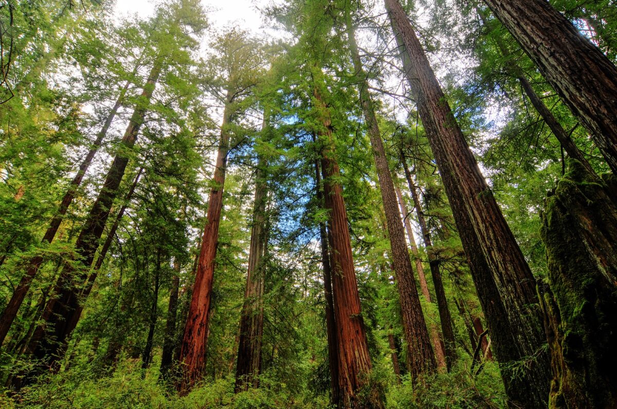 The Grove of Titans in Northern California contains some of the largest coast redwoods. (Dreamstime/TNS)