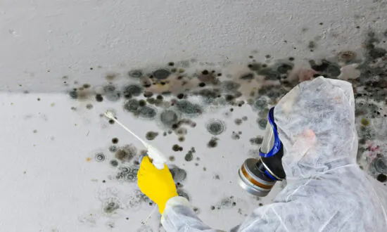 Toxic Mold Illness 101