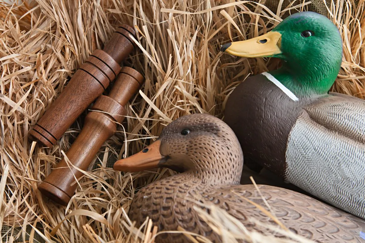 (dasytnik/Shutterstock)