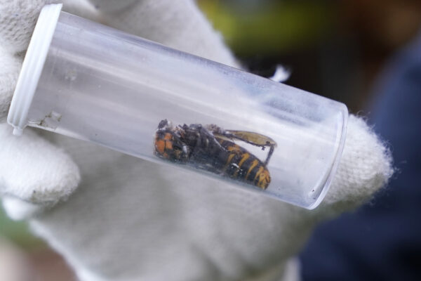 Asian giant hornet