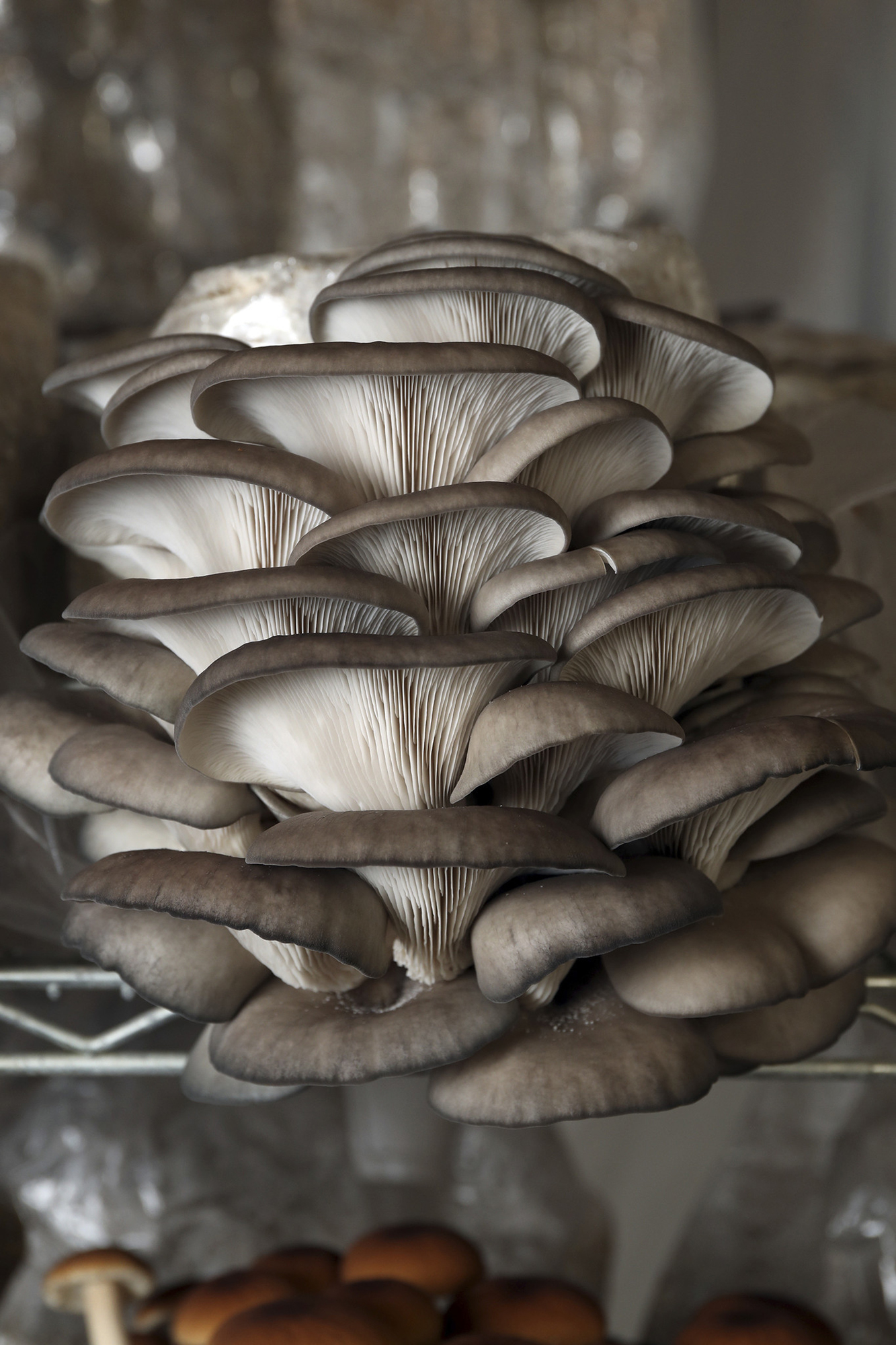 Blue Oyster mushrooms grown at Chicago-based Four Star Mushrooms, on May 17, 2022.