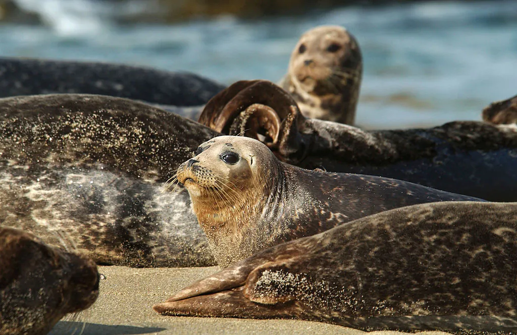 Harbor seals at Children's Pool Beach in La Jolla, Calif., on Jan. 24, 2003. (David McNew/Getty Images)