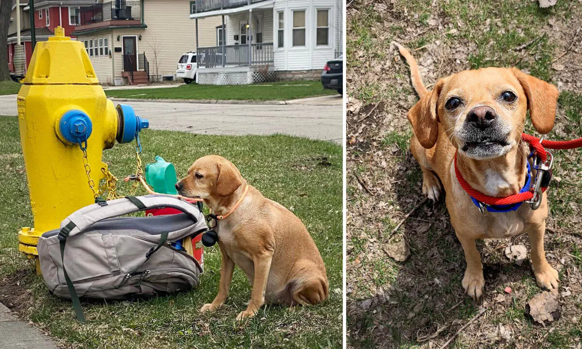 Heartbreaking Photo of Dog Found Tied to Fire Hydrant With Note Goes(01)