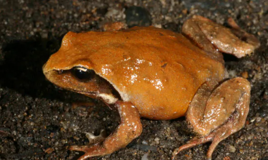 New Australian Mountain Frog Hops Into View
