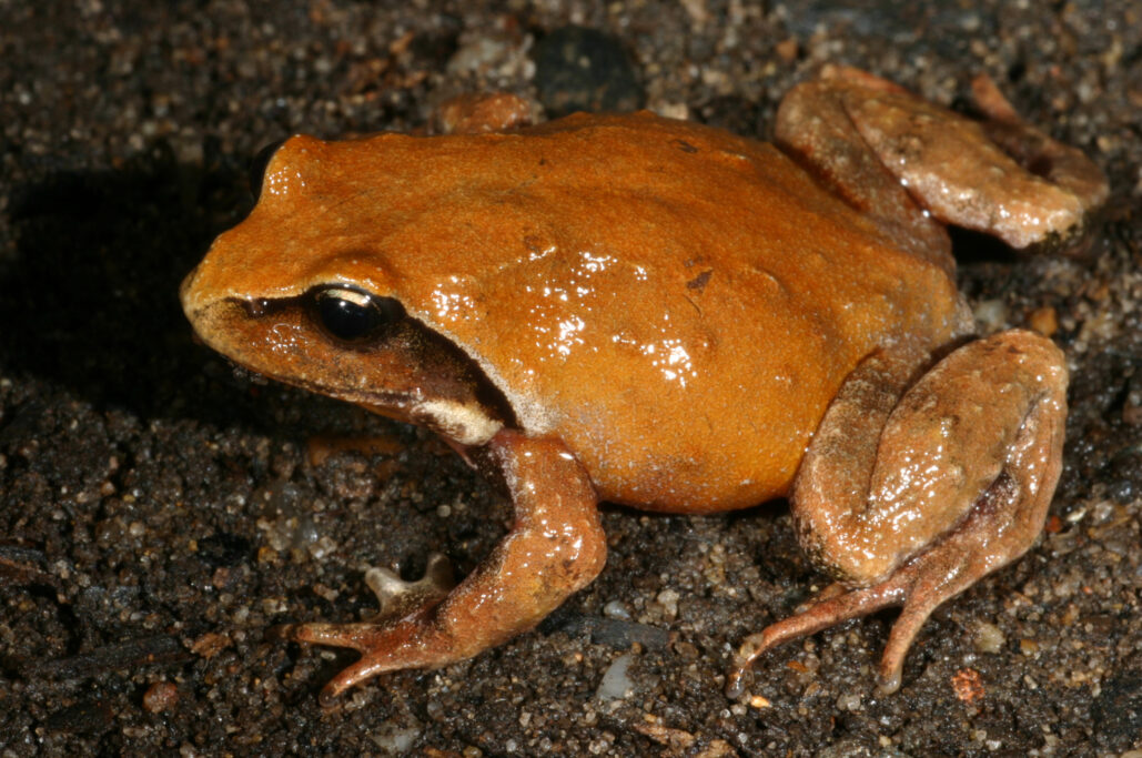 New Australian Mountain Frog Hops Into View - Vimarsana News