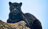 Photos: Black Jaguar’s Rare Glistening Rosette Coat Looks Like ‘Printed Silk’