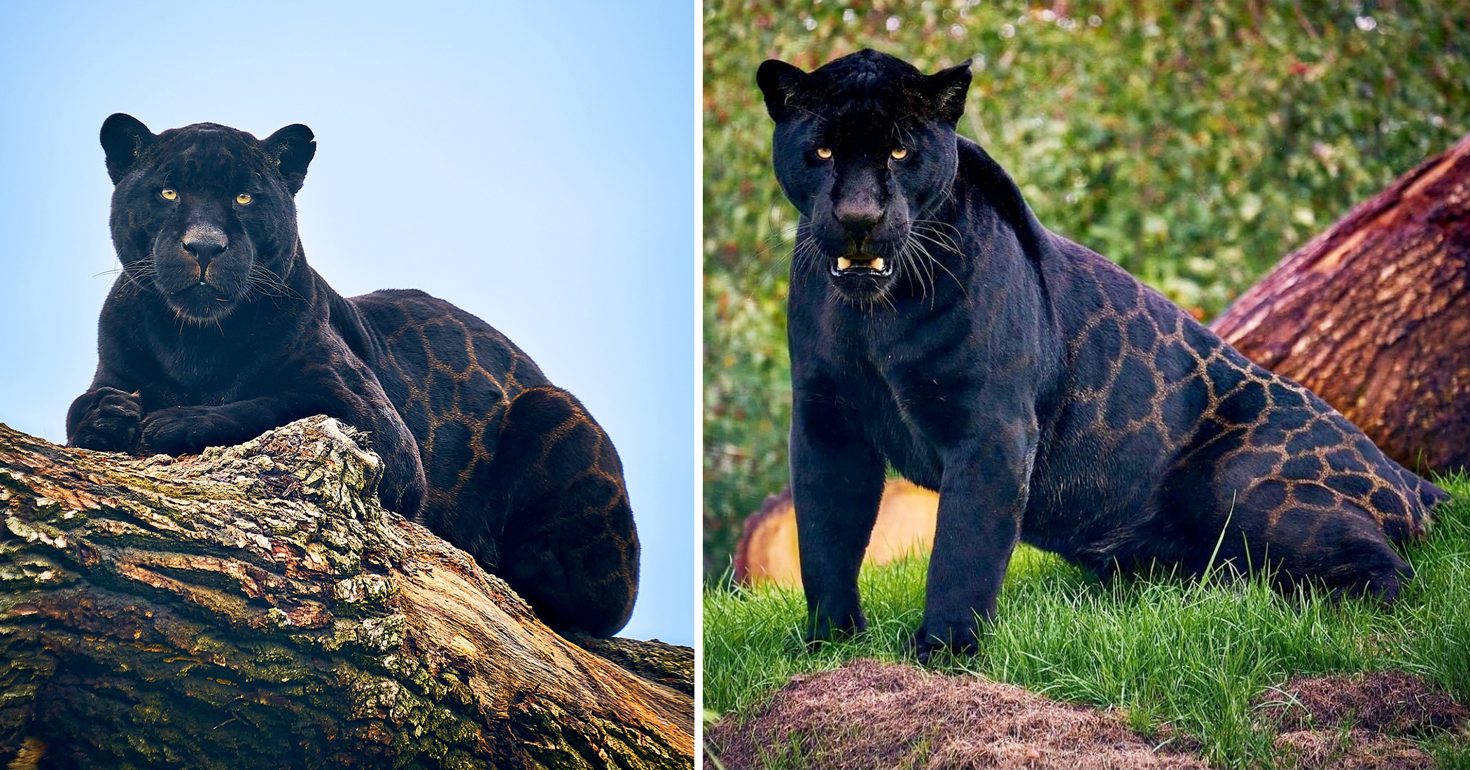Photos: Black Jaguar's Rare Glistening Rosette Coat Looks Like 'Printed  Silk'