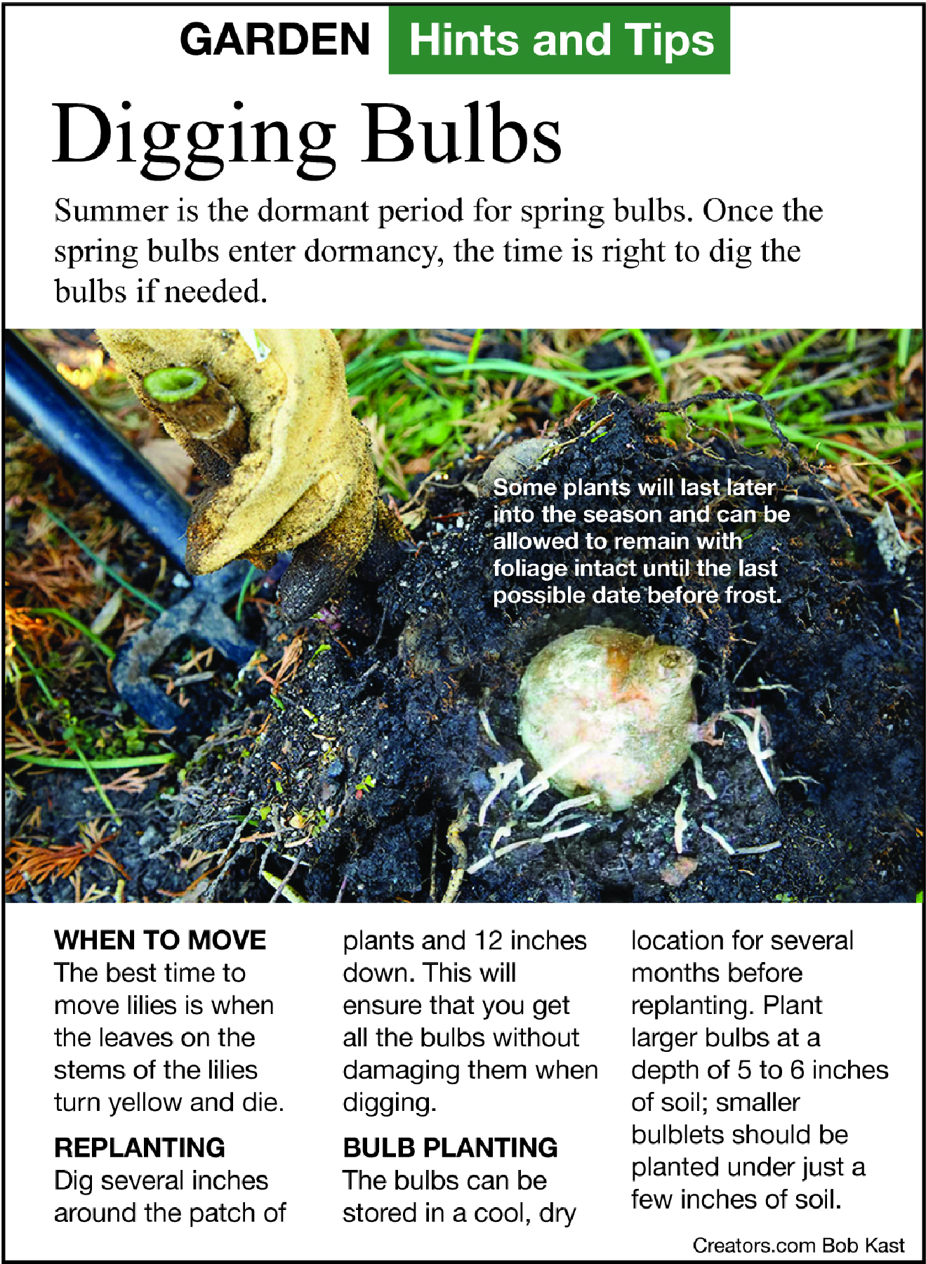 Digging bulbs tip sheet