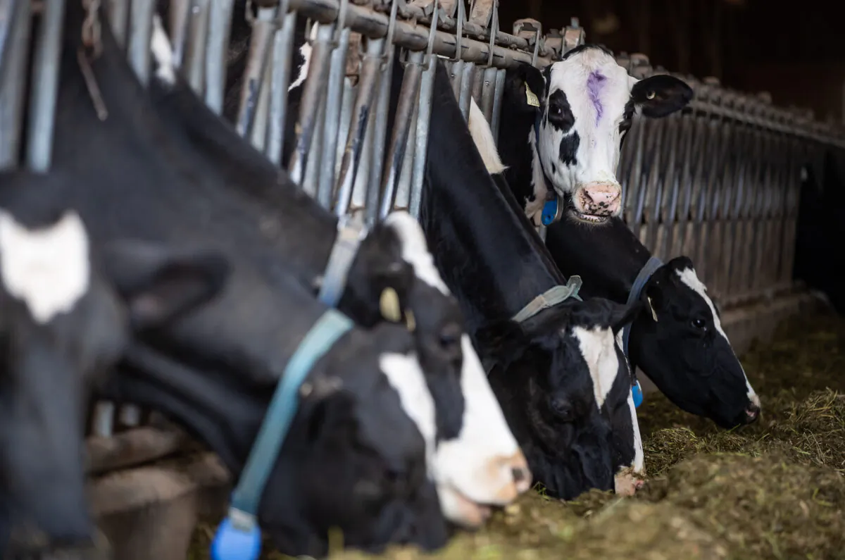 Dairy cattle feed at Nicomekl Farms, in Surrey, B.C., on Oct. 20, 2020. (The Canadian Press/Darryl Dyck)