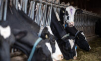 Canada Stands by Its Dairy Quotas as US Files Second Trade Complaint