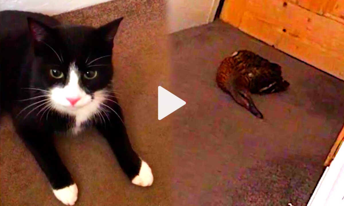 Slippers the Cat Brings Home a Motionless Wild Duck, and It’s Hilarious Over the Top