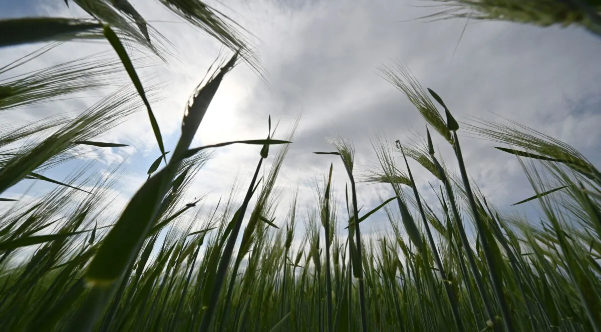 A photograph shows a barley field at a farm in southern Ukraines Odessa region on May 22, 2022, on the 88th day of the Russian invasion of Ukraine. (Genya Savilov/AFP via Getty Images)