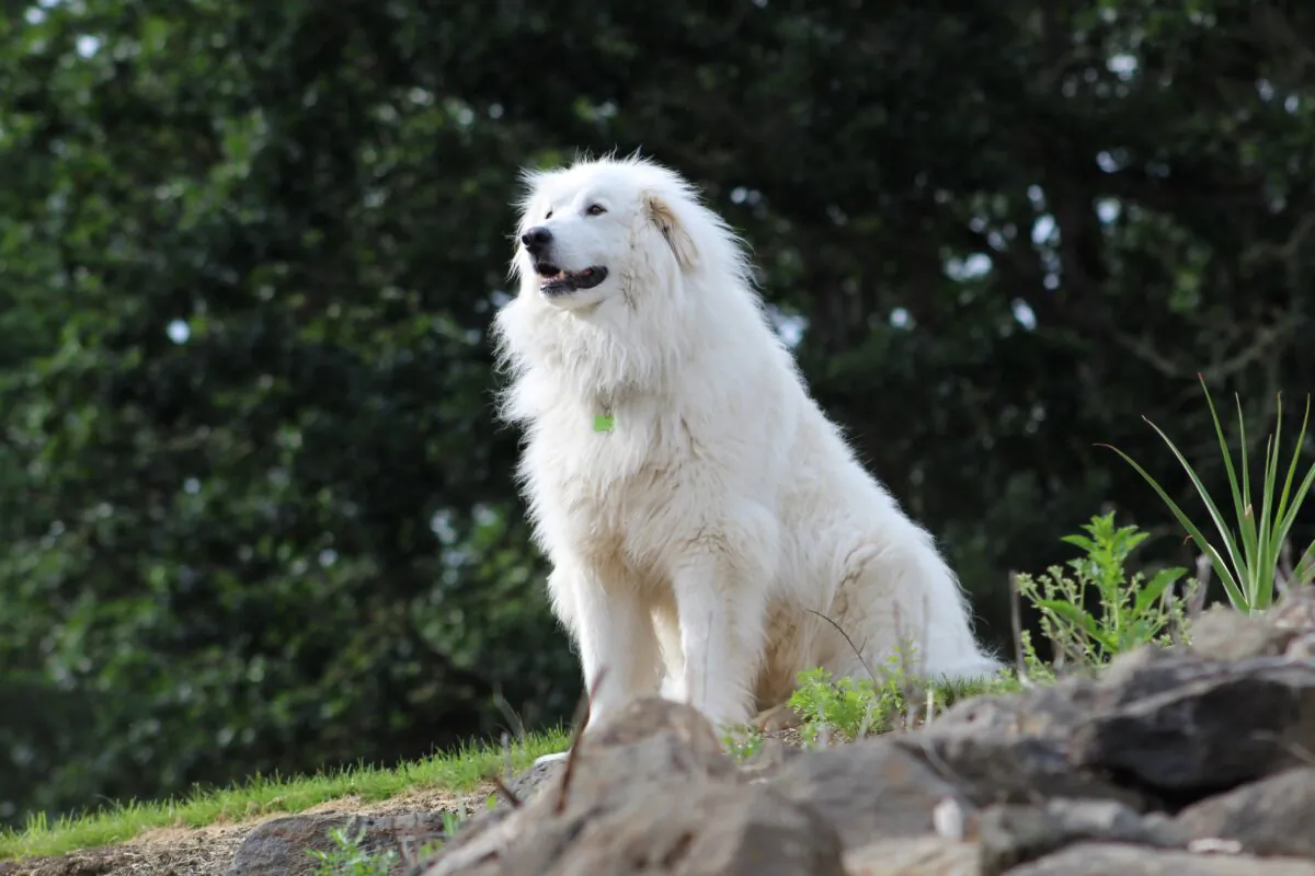Great Pyrenees (Mikhail Farina/Shutterstock)