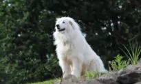 French Dog Breeds You Should Know About