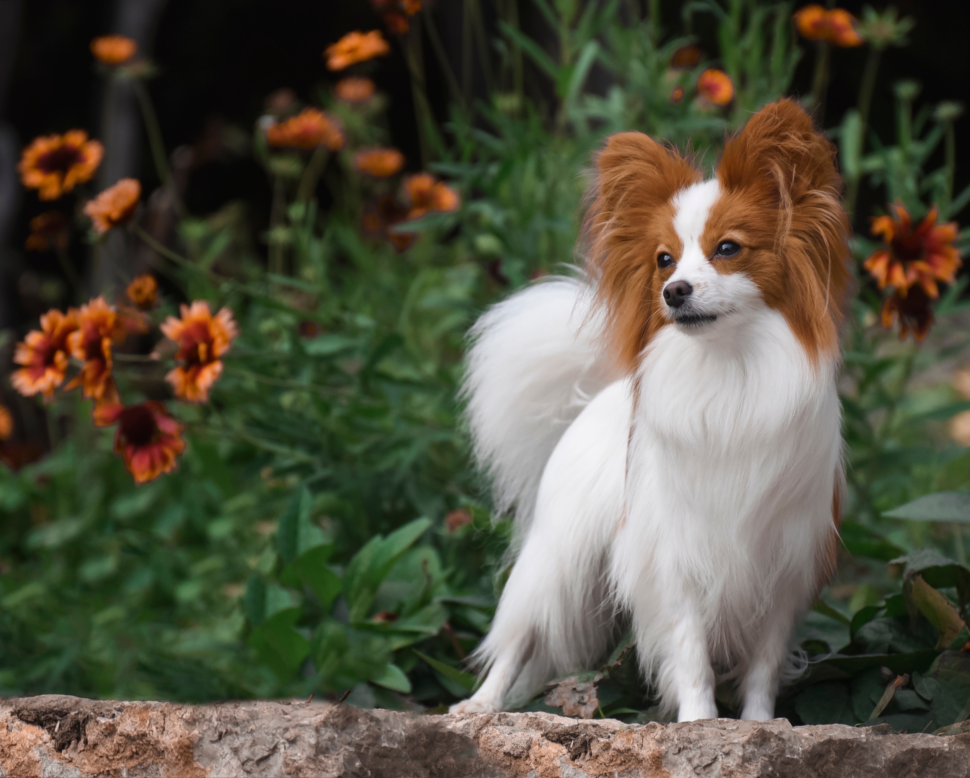 Papillon dog stands among garden flowers
