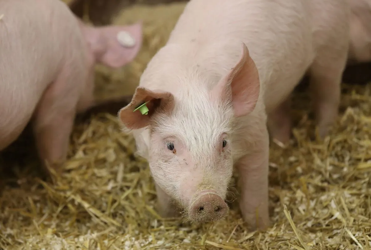 Piglets stans in a pen at the 2018 International Green Week (Internationale Gruene Woche) agricultural trade fair in Berlin on Jan. 19, 2018. (Sean Gallup/Getty Images)