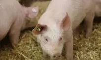 African Swine Fever Case Found on Pig Farm in South Korea