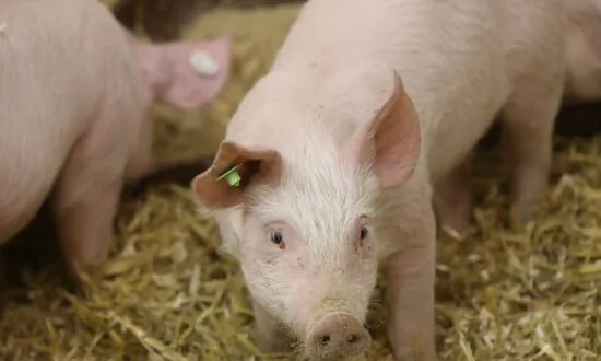 African Swine Fever Case Found on Pig Farm in South Korea