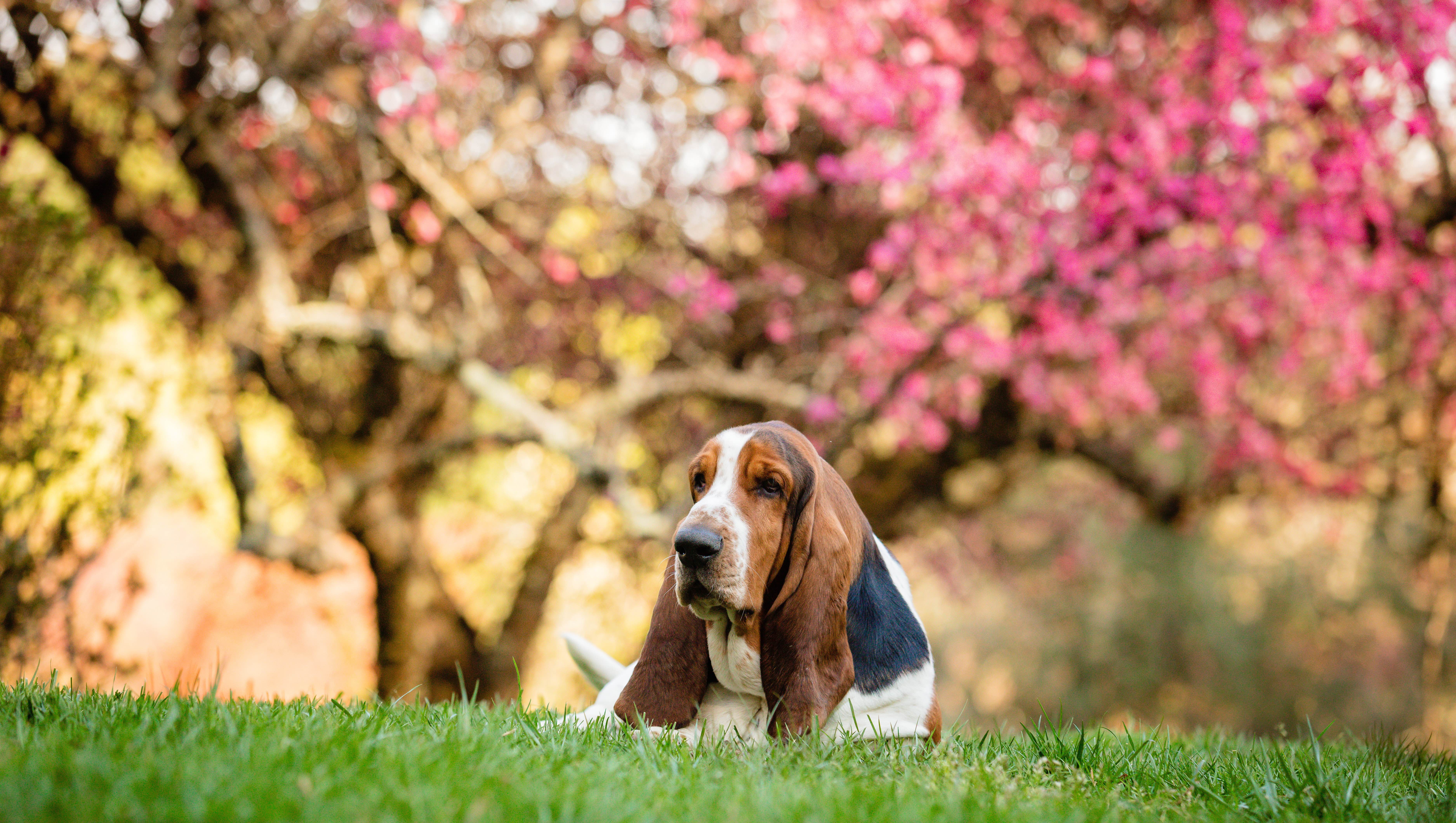 A Basset Hound in the springtime