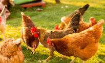 Lifestyle: What You Need to Know Before Getting Backyard Chickens