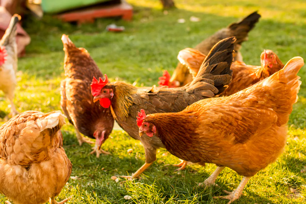 Backyard chickens will provide the freshest eggs you can get—and some unexpected joy with their quirky antics. (Samir Behlic/Shutterstock)