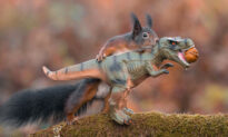 ﻿Photographer Captures Squirrels Playing With Toy Dinosaurs in an Adorable Photo Series