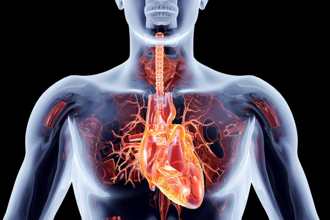 Image of the heart and the blood vessels (Spectral-Design/Shutterstock)