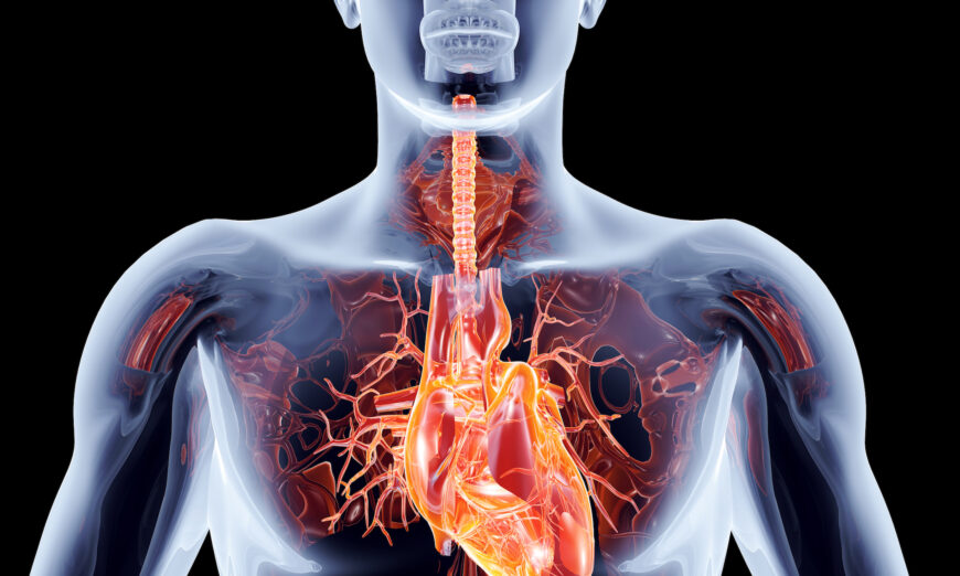 Image of the heart and blood vessels (Spectral-Design/Shutterstock)