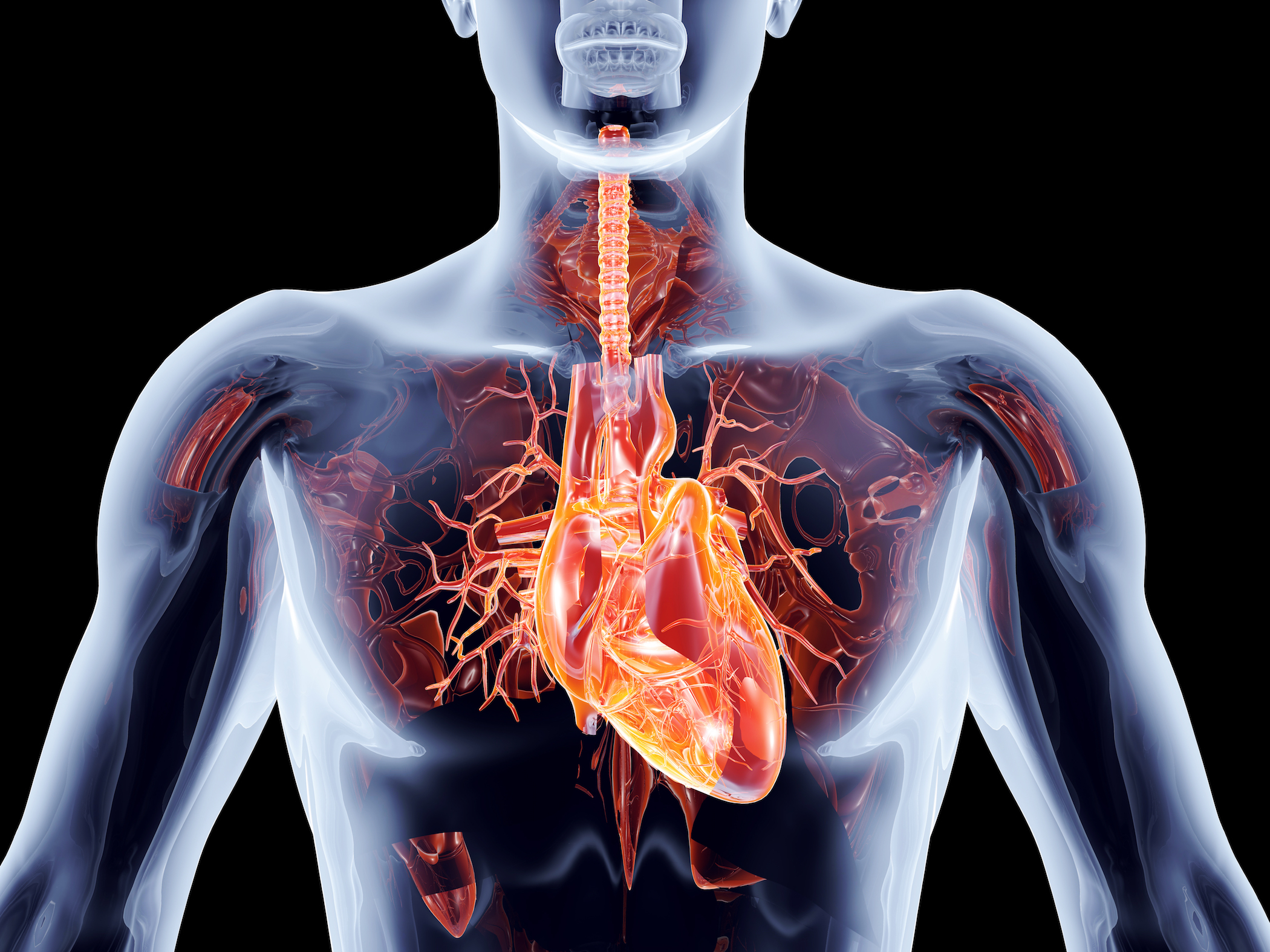 Study Finds Mechanism of Regeneration After Heart Attack, Potential Use as Treatment - Vimarsana News