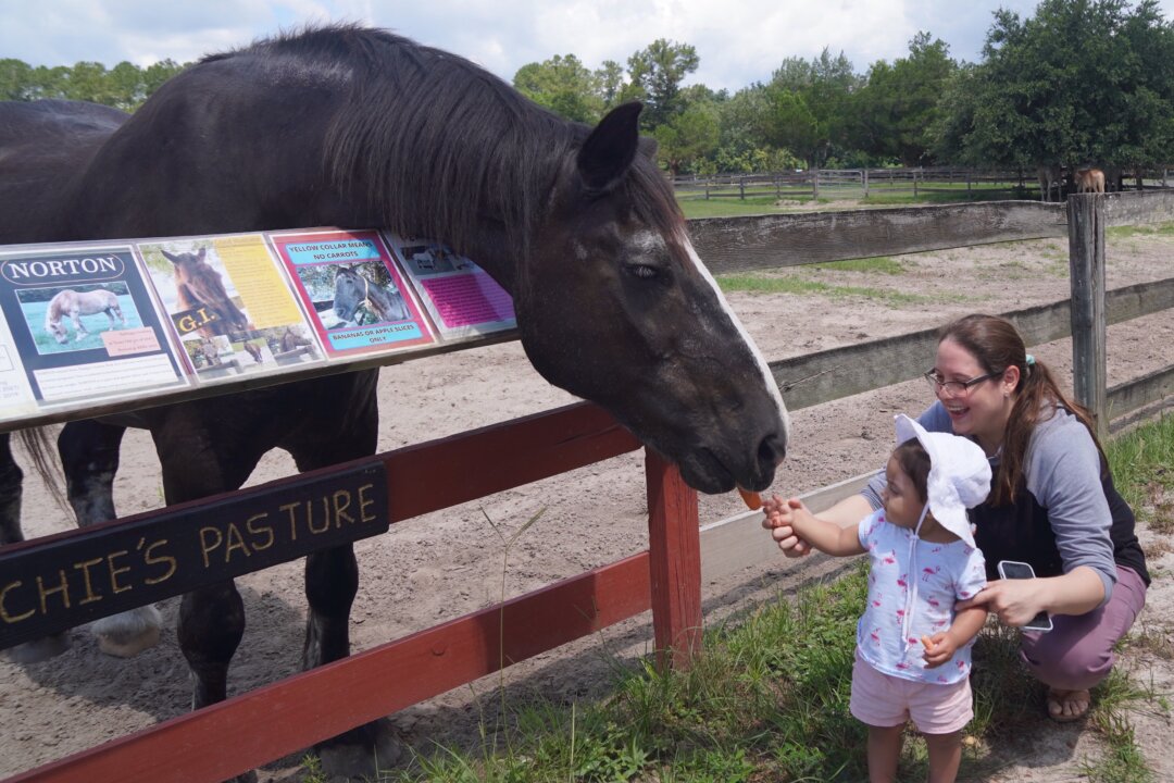 Natalia Asad helps her one-year-old daughter Aarya feed a carrot to Buddy, at the Retirement Home for Horses at Mill Creek Farm in Alachua, Fla., on May 28, 2022. (Nanette Holt/The Epoch Times)