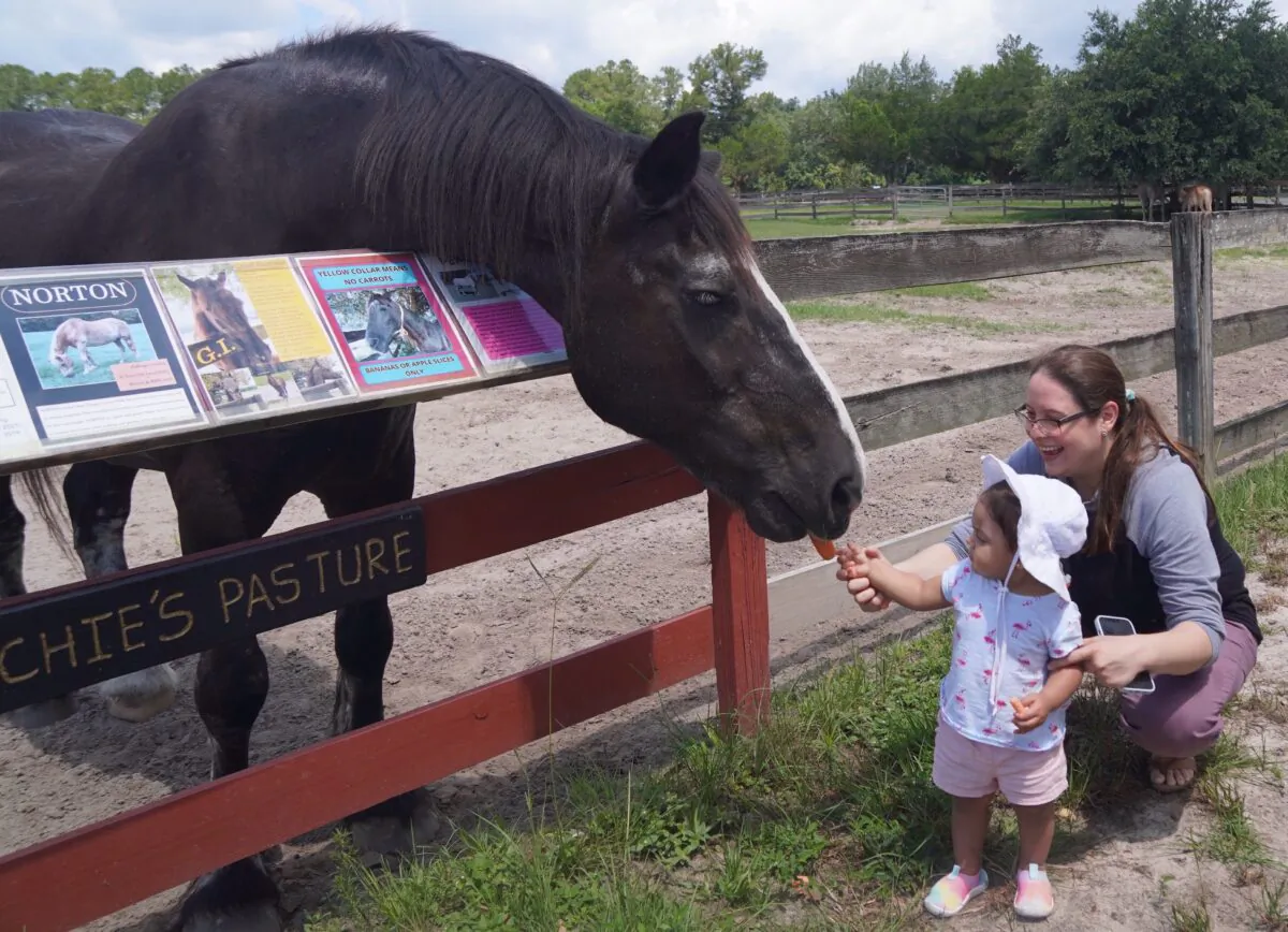 Natalia Asad helps her one-year-old daughter Aarya feed a carrot to Buddy, at the Retirement Home for Horses at Mill Creek Farm in Alachua, Fla., on May 28, 2022. (Nanette Holt/The Epoch Times)
