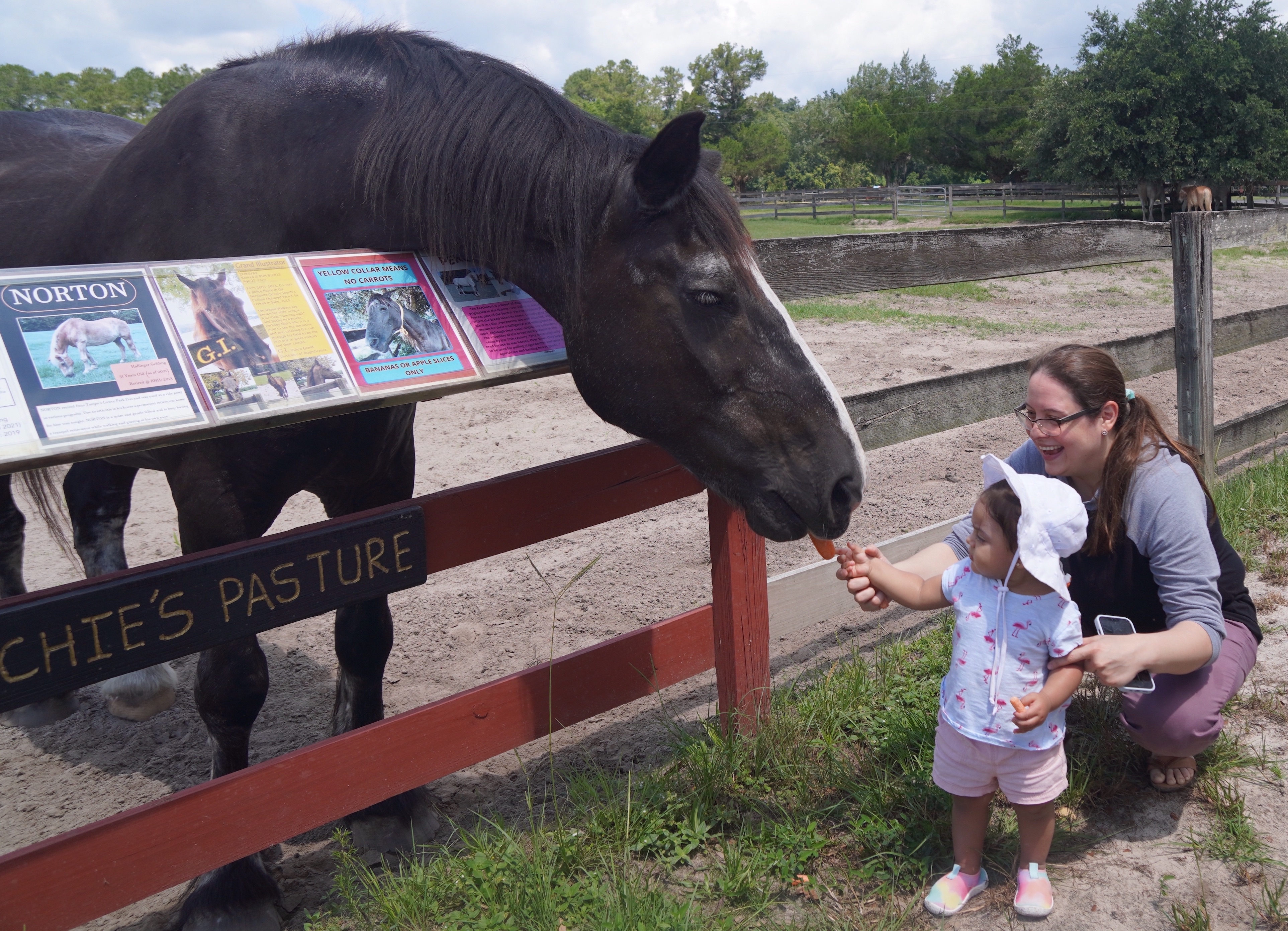 Couple Fulfils Lifelong Dream, Honors Heroic Horses with Forever Homes - Vimarsana News
