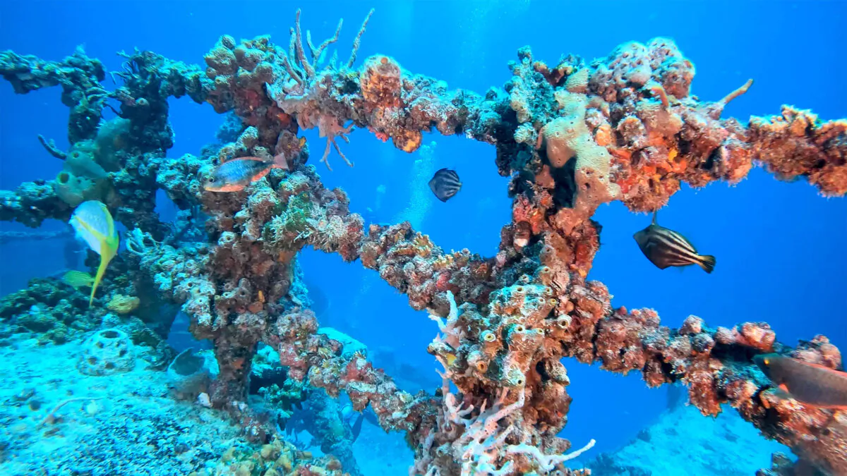 Fish swim among coral that has grown on the retired Naval Landing Ship Dock Spiegel Grove, sunk 20 years earlier, six miles off Key Largo, Fla., to become an artificial reef, on May 15, 2022. (Frazier Nivens/Florida Keys News Bureau via AP)
