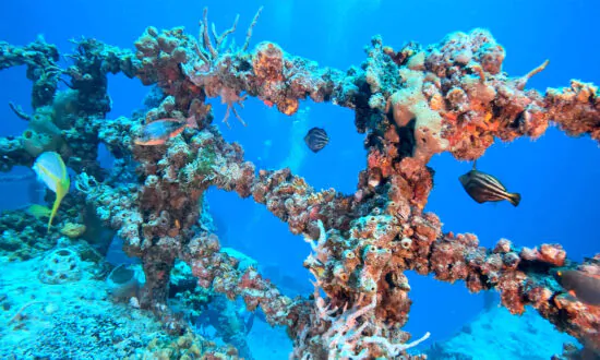 US Virgin Islands Constructing ‘First of Its Kind’ Artificial Reef