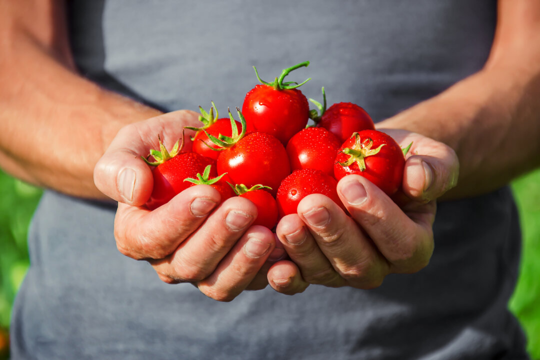 Tomatoes are GREAT for prostate health! By Tatevosian Yana
