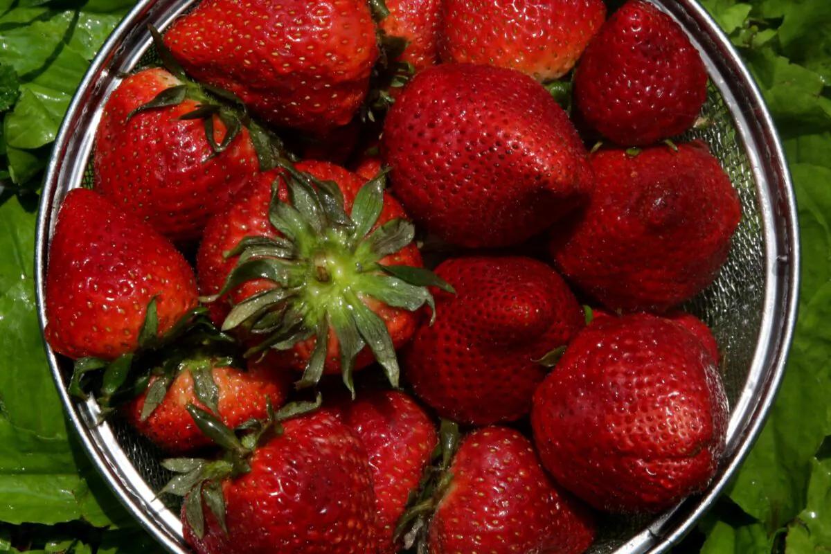 Fresh strawberries, local and otherwise, are in season now, Wednesday, May 11, 2022. (Hillary Levin/St. Louis Post-Dispatch/TNS)