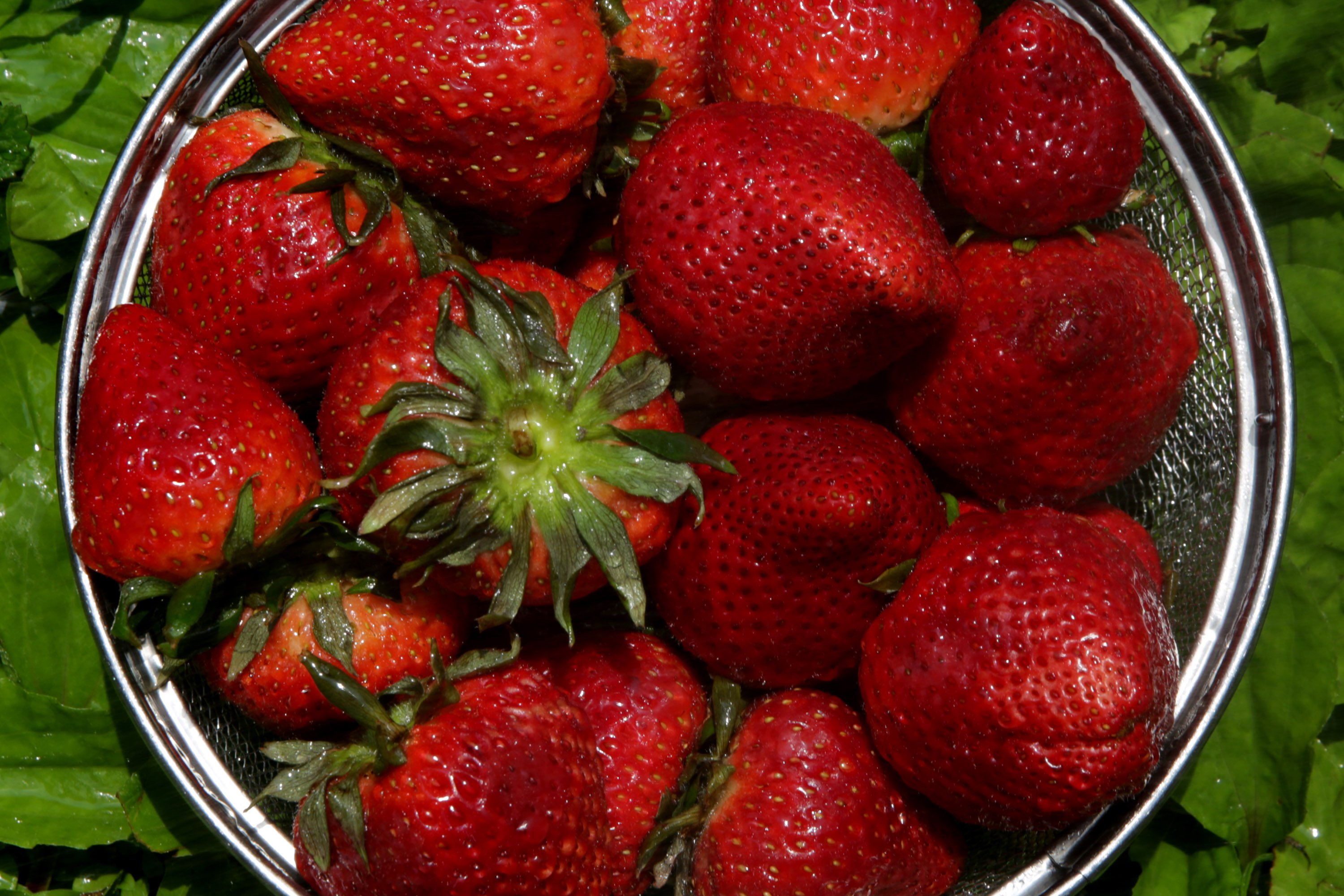 Strawberries Are the Stars of the Season - Vimarsana News