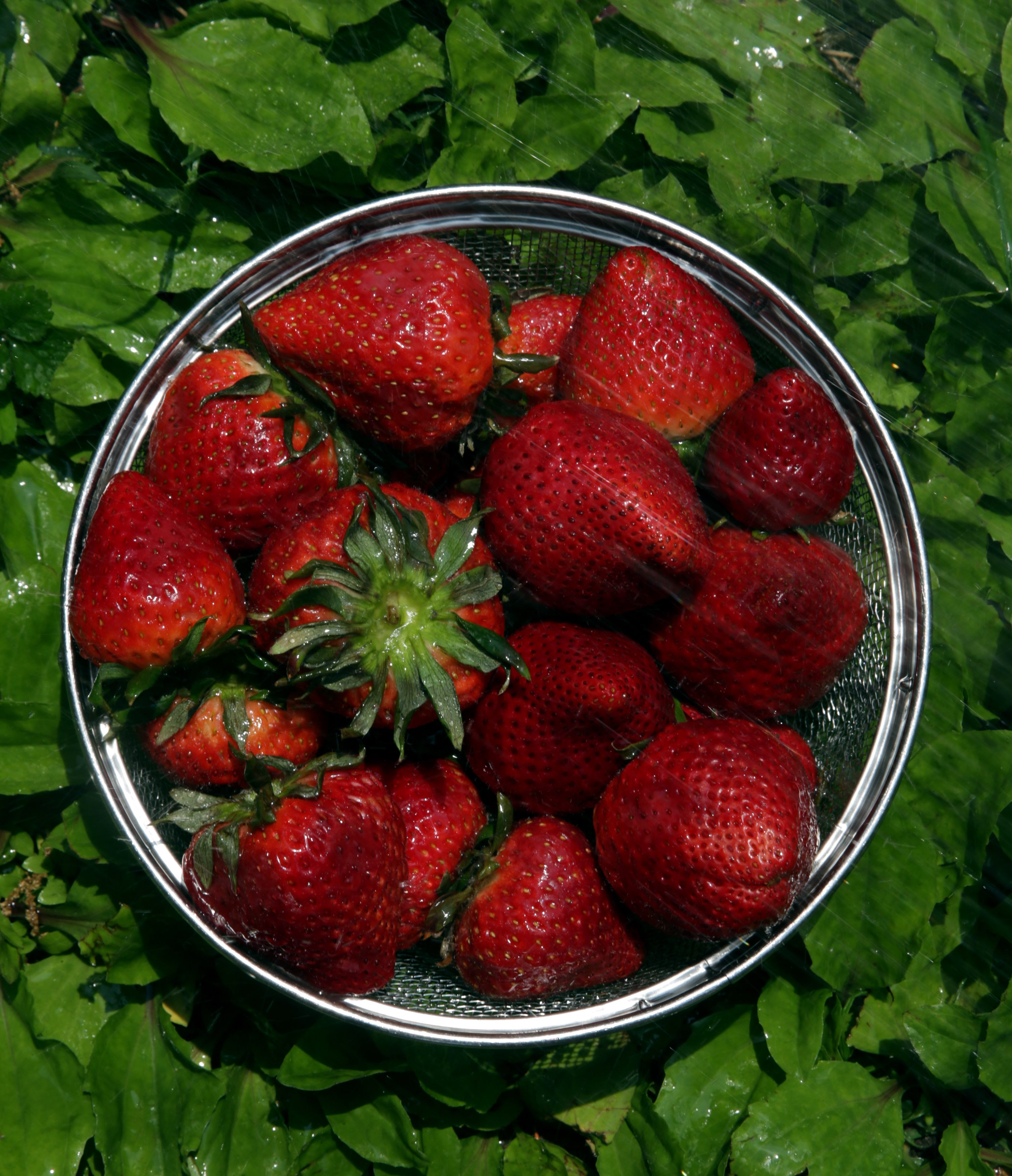 FOOD-STRAWBERRIES-RECIPES-2-SL-tribunecontent