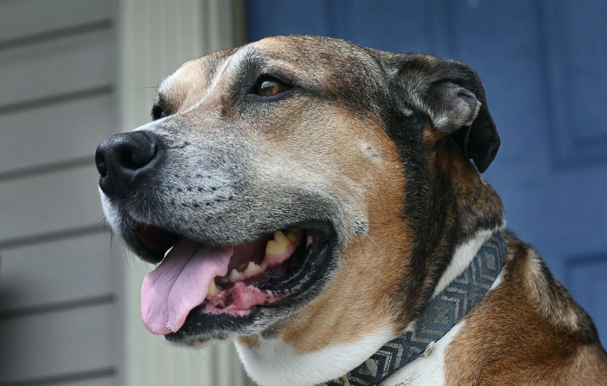 Veteran Donald Rhodes adopted Yankee, a rescue dog, through the low-cost pets-for-patriots program from Harford County, Connecticut, animal shelter. (Kenneth K. Lam/Baltimore Sun/TNS)