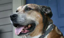 Pets for Patriots Finds Homes for Shelter Dogs and Cats With Veterans