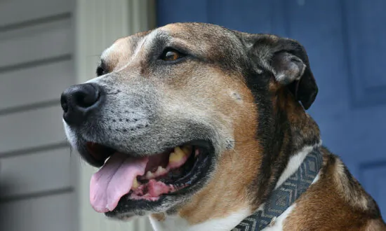 Pets for Patriots Finds Homes for Shelter Dogs and Cats With Veterans